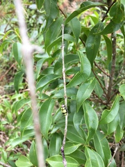 Omophoita octoguttata