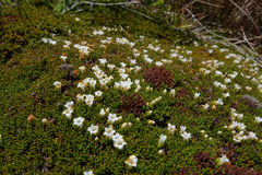 Dracophyllum muscoides