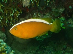 Amphiprion sandaracinos