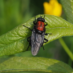 Clitellaria ephippium