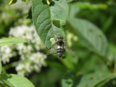 Leucozona laternaria