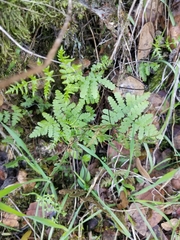Pentagramma triangularis