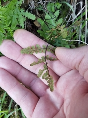 Pentagramma triangularis