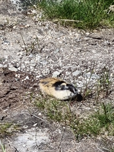 Norway Lemming