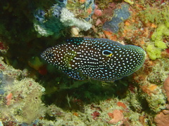 Calloplesiops altivelis