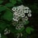 Russian Spirea - Photo (c) Andrey Efremov, some rights reserved (CC BY-NC), uploaded by Andrey Efremov