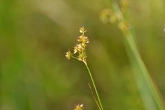 Juncus nodosus