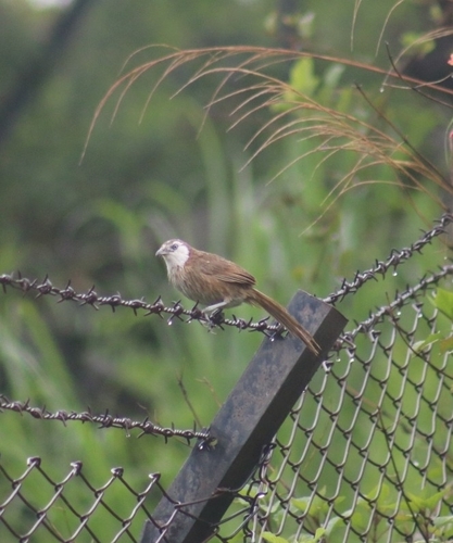 Spiny Babbler (Turdoides nipalensis), photo 4
