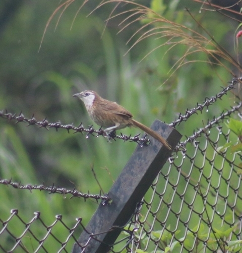 Spiny Babbler (Turdoides nipalensis), photo 2