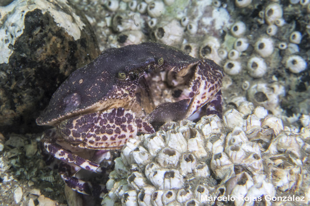 Hepatus chiliensis