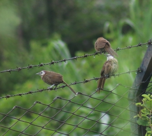 Spiny Babbler (Turdoides nipalensis), photo 5