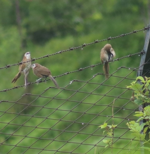 Spiny Babbler (Turdoides nipalensis), photo 7