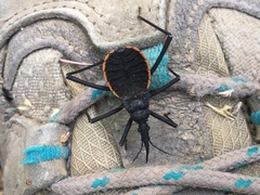 Dipetalogaster maximus