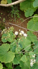 Pericallis murrayi