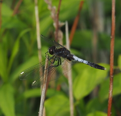 Leucorrhinia caudalis