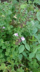 Clinopodium menthifolium ascendens