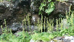 Habenaria tridactylites