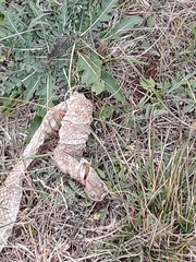 Masticophis flagellum