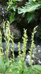 Habenaria tridactylites