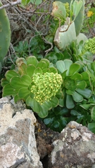 Aeonium arboreum holochrysum