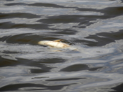Prochilodus lineatus