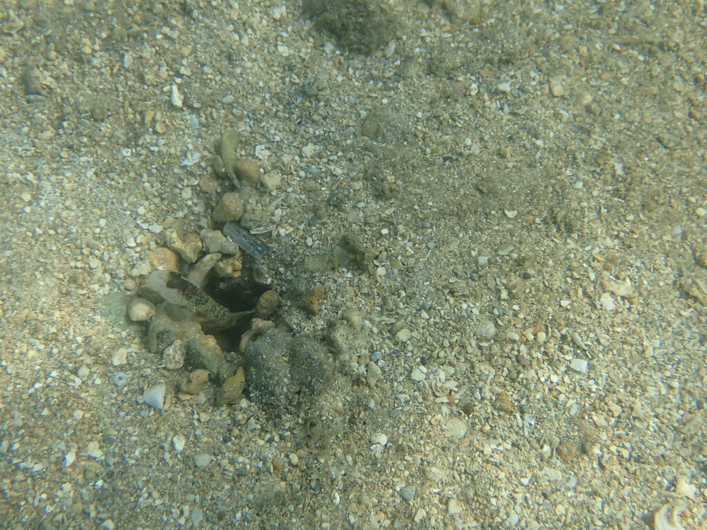 Leptocephalus Prawn-goby