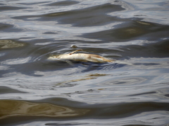 Prochilodus lineatus