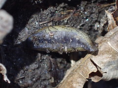 Tandonia budapestensis