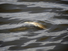 Prochilodus lineatus