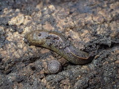 Tandonia budapestensis