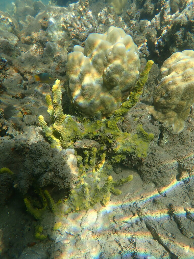 Pseudoceratina purpurea