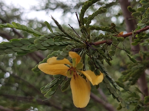Image of Senna polyphylla by (c) Sabarni Sarker, some rights reserved (CC BY)