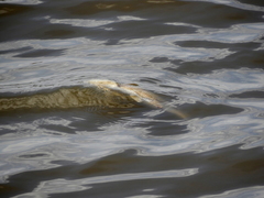 Prochilodus lineatus
