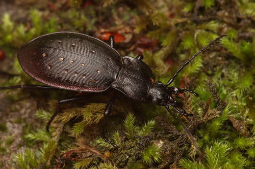 Carabus hortensis Linnaeus, 1758