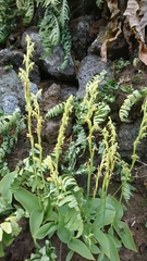 Habenaria tridactylites