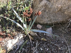 Hesperoyucca whipplei