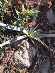 Hesperoyucca whipplei