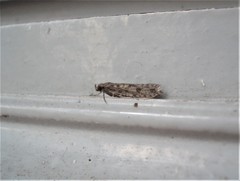 Lindera tessellatella