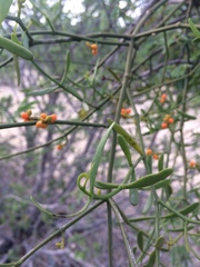 Phoradendron quadrangulare