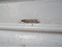 Lindera tessellatella