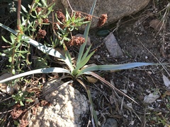 Hesperoyucca whipplei