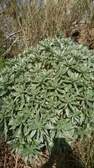 Echium hierrense