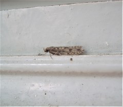 Lindera tessellatella