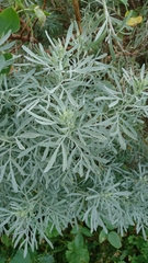 Artemisia thuscula