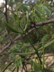 Phoradendron quadrangulare