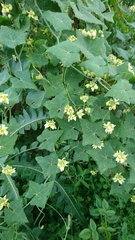 Bryonia verrucosa