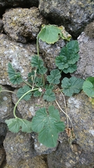 Erodium brachycarpum