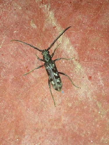 Mallocera simplex