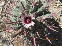 Ferocactus recurvus