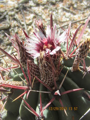 Ferocactus recurvus